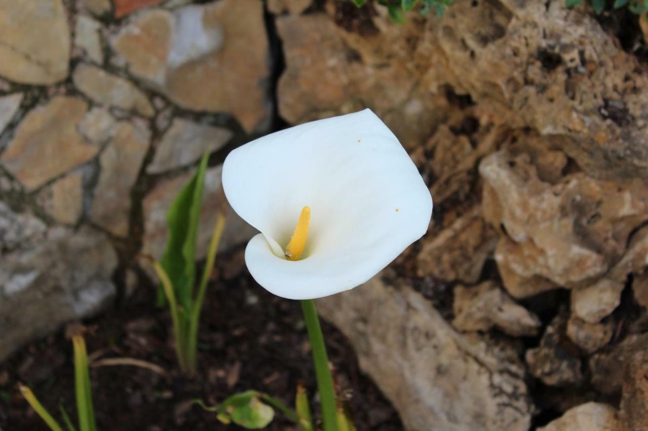 Oak Cottage 페레이라도제제레 외부 사진